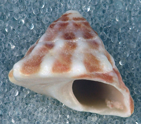  Astraea tectum (Astraea Snail, American Star-Shell Snail, West Indian Star Snail.)